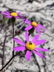 Senecio umbellatus