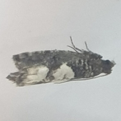 Epinotia trigonella