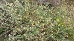 Lotus subbiflorus subbiflorus