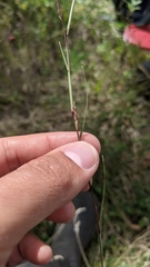 Sporobolus neglectus