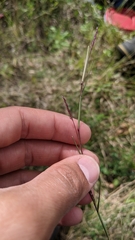 Sporobolus neglectus