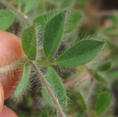 Lotus subbiflorus subbiflorus