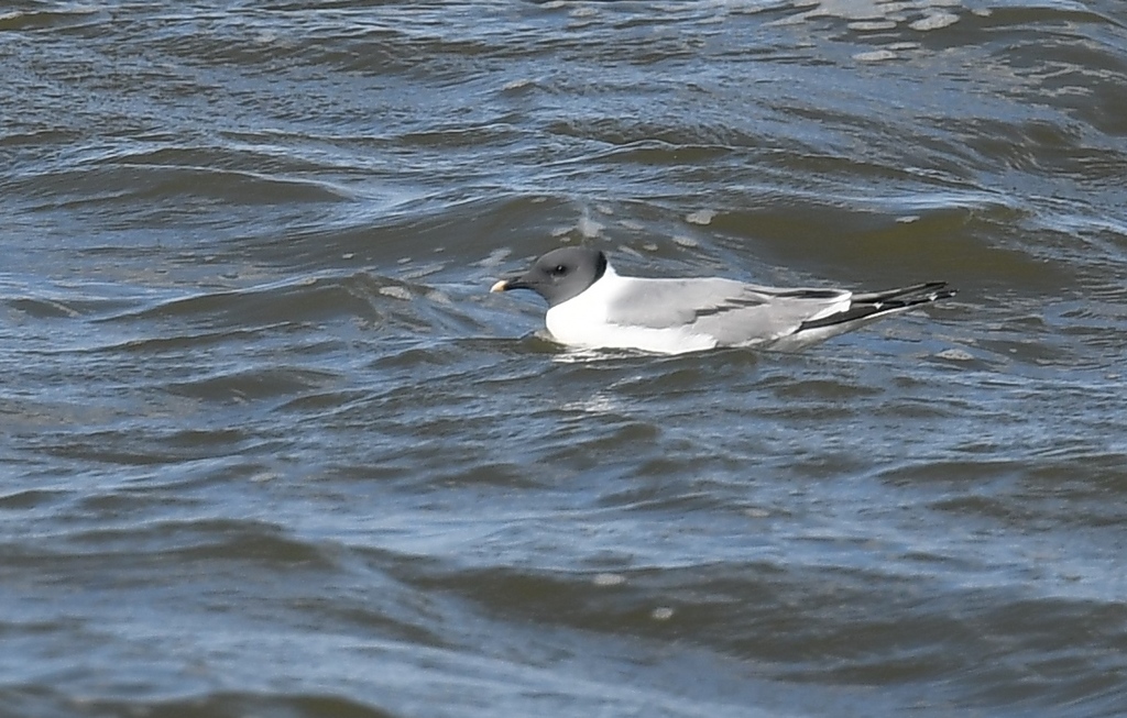 Sabine's Gull from Riverlands Migratory Bird Sanctuary, West Alton, MO