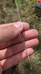 Sporobolus neglectus