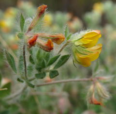 Lotus subbiflorus subbiflorus