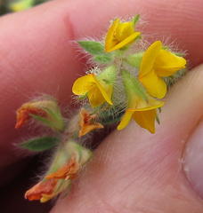 Lotus subbiflorus subbiflorus