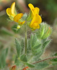Lotus subbiflorus subbiflorus