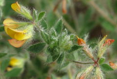 Lotus subbiflorus subbiflorus