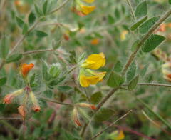 Lotus subbiflorus subbiflorus