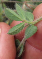 Lotus subbiflorus subbiflorus