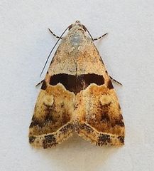 Cobubatha lixiva