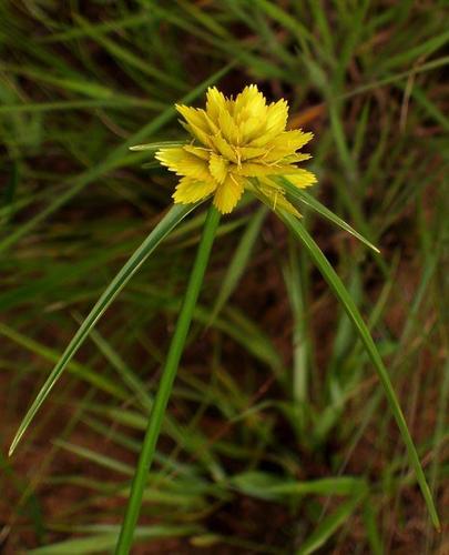 Cyperus sphaerocephalus image