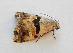 Cobubatha lixiva