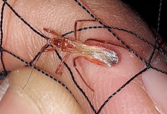 Polytoxus sanguineus