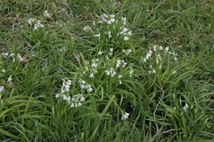 Allium triquetrum