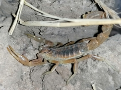 Occitanus