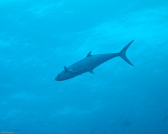 Scomberomorus commerson