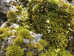 Cladonia asahinae