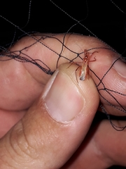 Polytoxus sanguineus