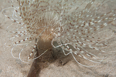 Pachycerianthus solitarius