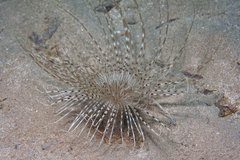 Pachycerianthus solitarius
