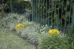Allium triquetrum