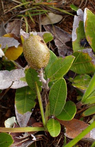 Parinari capensis subsp. capensis image