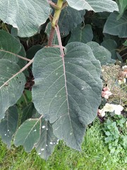 Hydrangea sargentiana