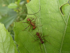 Acromyrmex coronatus