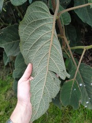 Hydrangea sargentiana