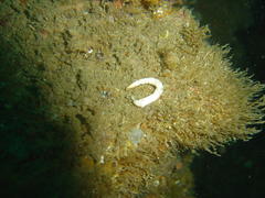 Thyone aurea