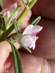 Misopates orontium orontium