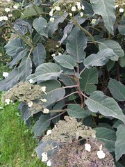 Hydrangea sargentiana