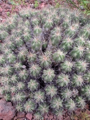 Echinocereus cinerascens