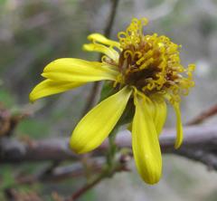 Senecio achilleifolius
