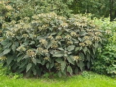 Hydrangea sargentiana