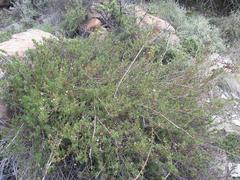 Senecio achilleifolius