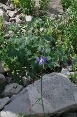 Delphinium bicolor bicolor