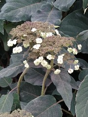Hydrangea sargentiana