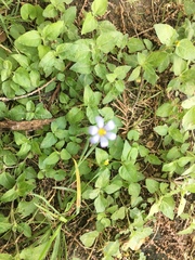 Sisyrinchium pruinosum