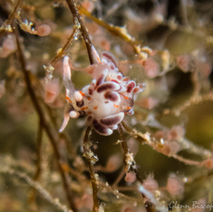 Facelina rubrovittata