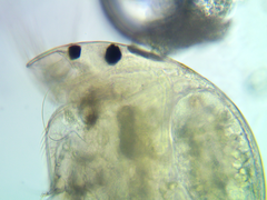 Coronatella rectangula