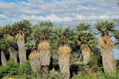 Trithrinax campestris