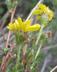 Senecio achilleifolius