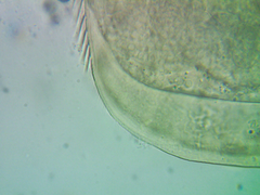 Coronatella rectangula