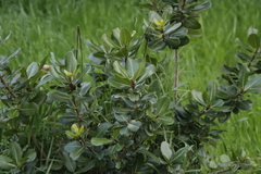 Sideroxylon inerme inerme