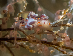 Facelina rubrovittata