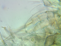 Coronatella rectangula