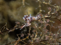Facelina rubrovittata