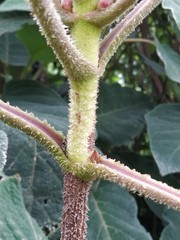 Hydrangea sargentiana